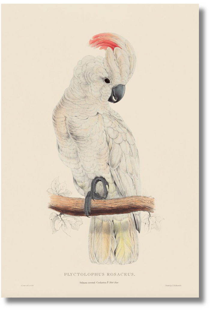 Animals & Birds