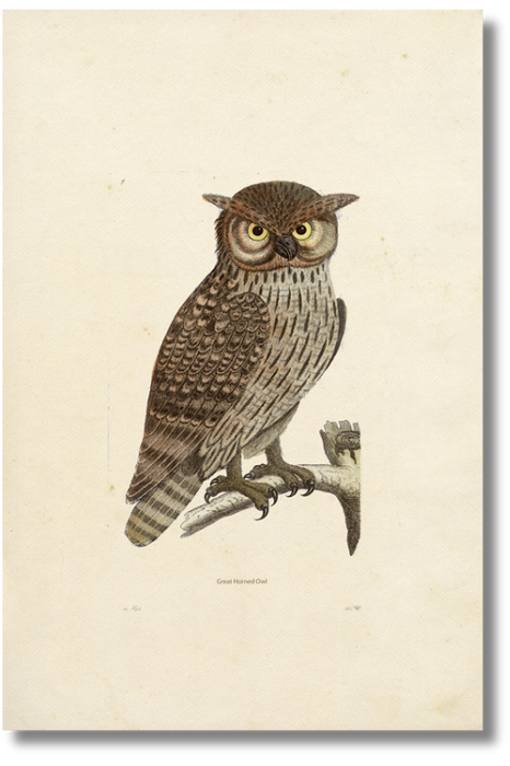 Great Horned Owl