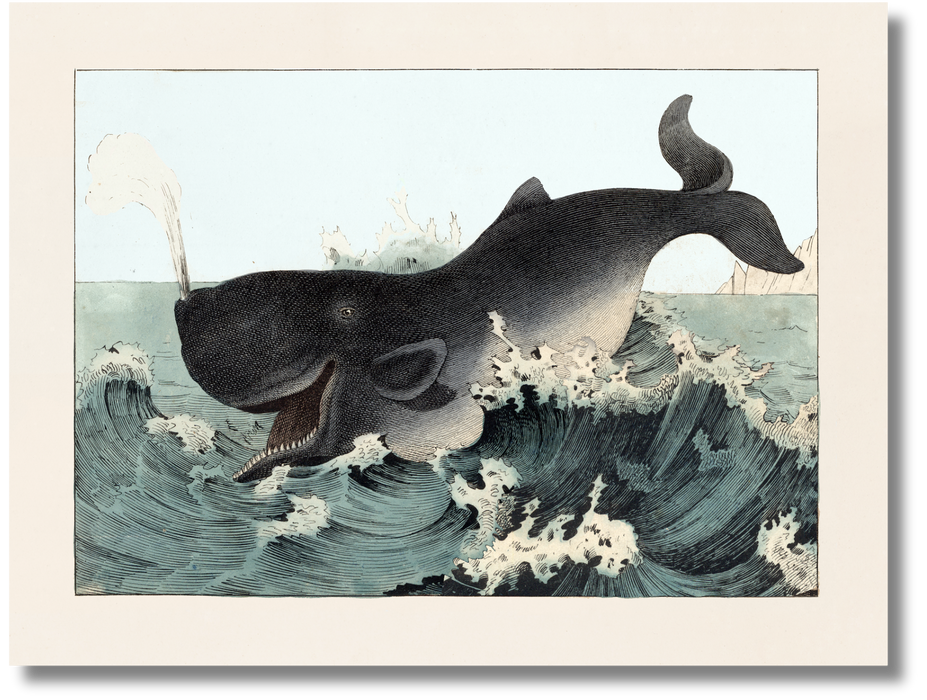Whale II