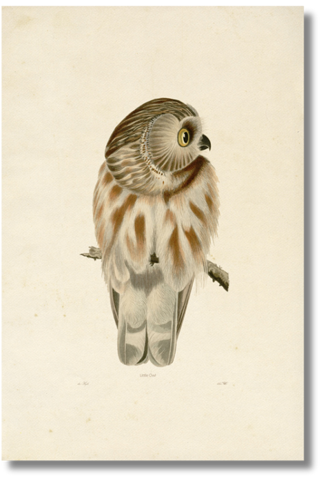 Little Owl Adu - Framed A3