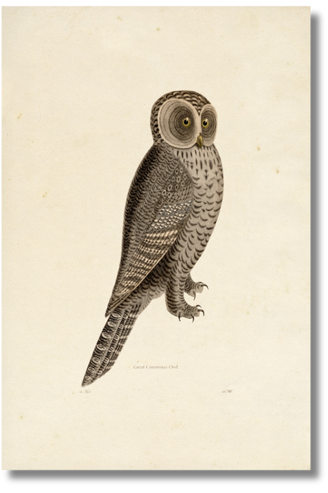Great Cinereous Owl
