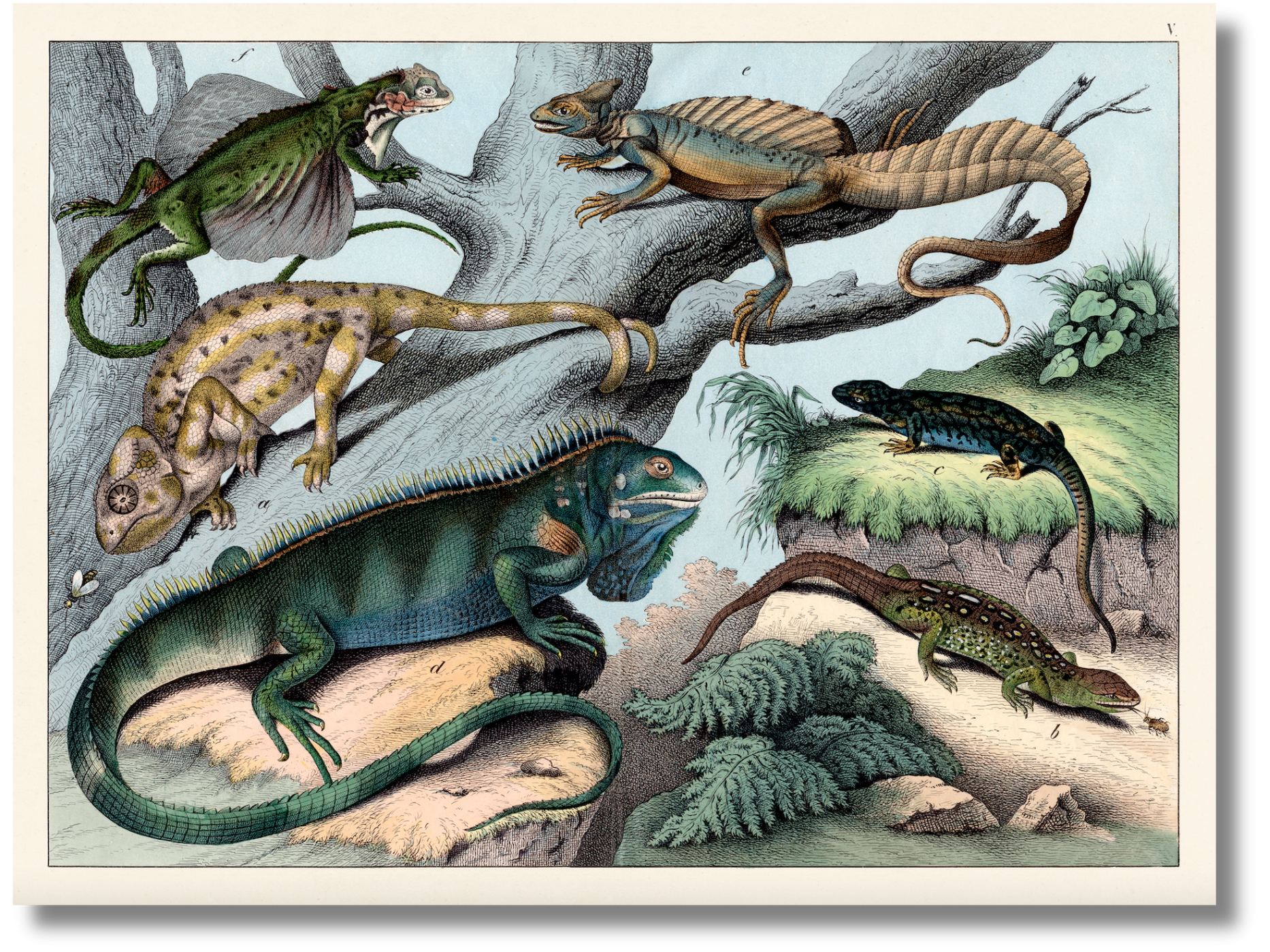 Schubert - Lizards– Isla Design