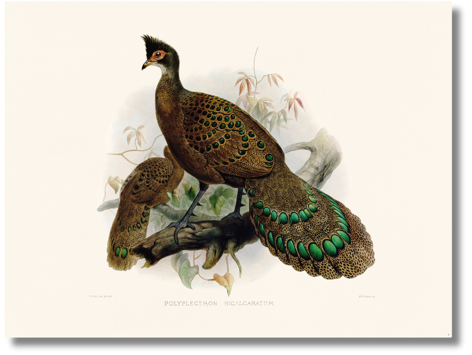 Elliot - Polyplectron Bicalcaratum