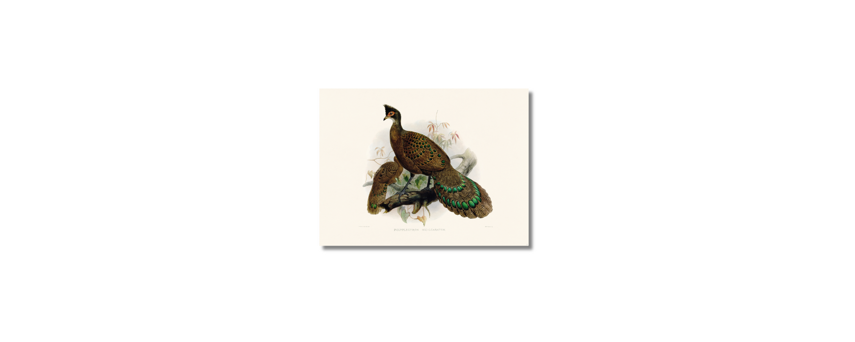 Elliot - Polyplectron Bicalcaratum