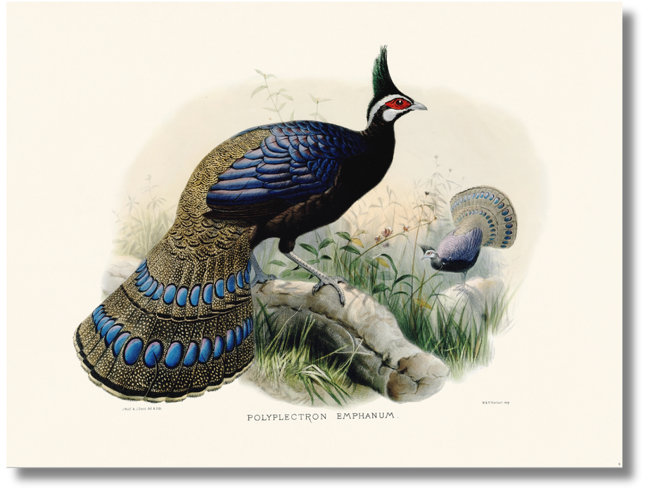 Elliot - Polyplectron Emphanum