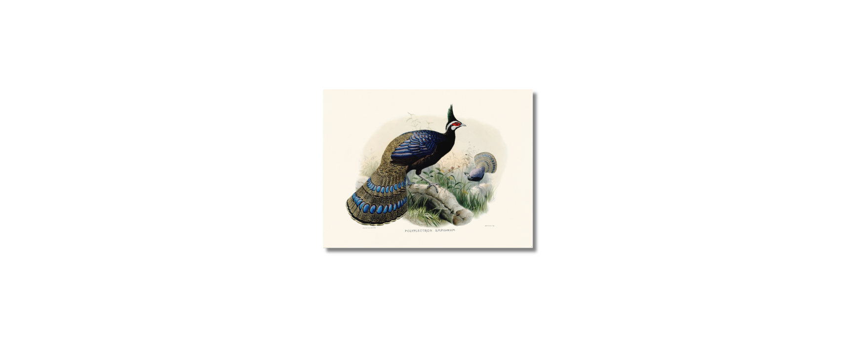 Elliot - Polyplectron Emphanum