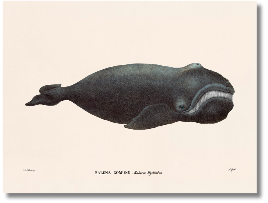 Balena Comune