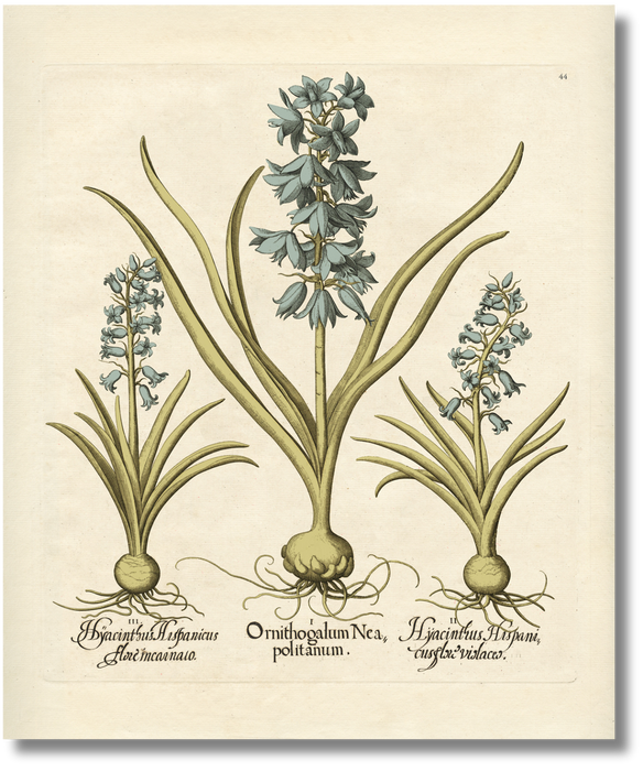 Besler - Botanical XI