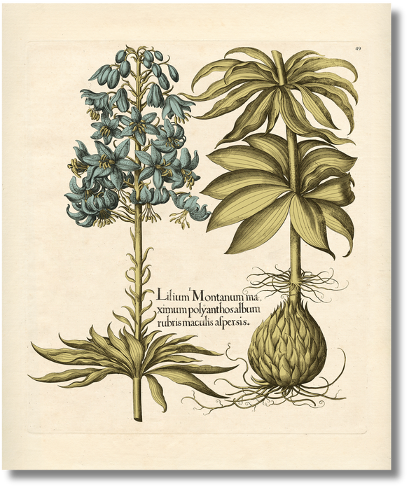 Besler - Botanical IX