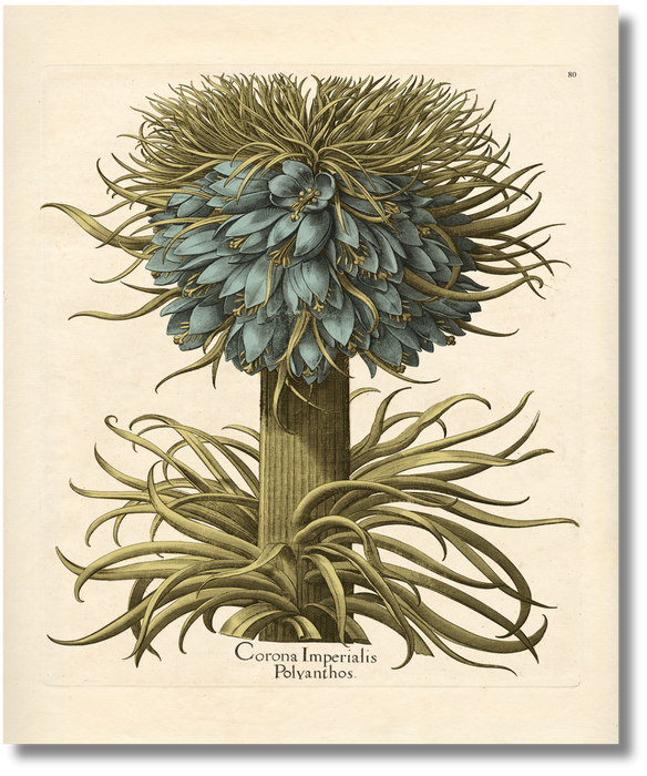 Besler - Botanical VII