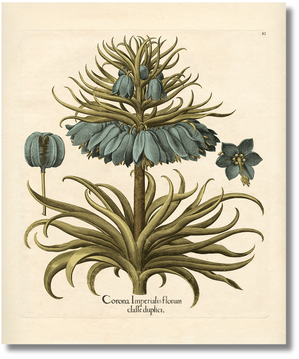 Besler - Botanical V