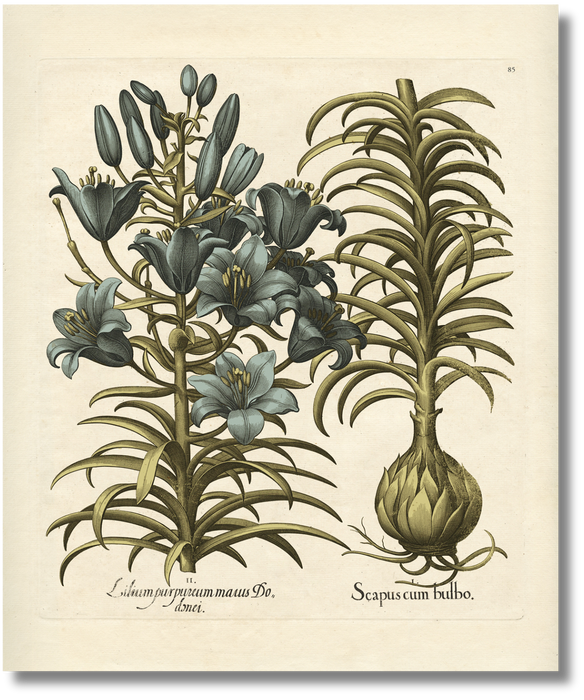 Besler - Botanical IV