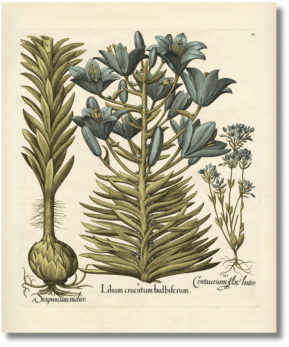 Besler - Botanical I