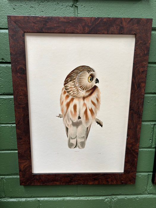 Little Owl Adu - Framed A3