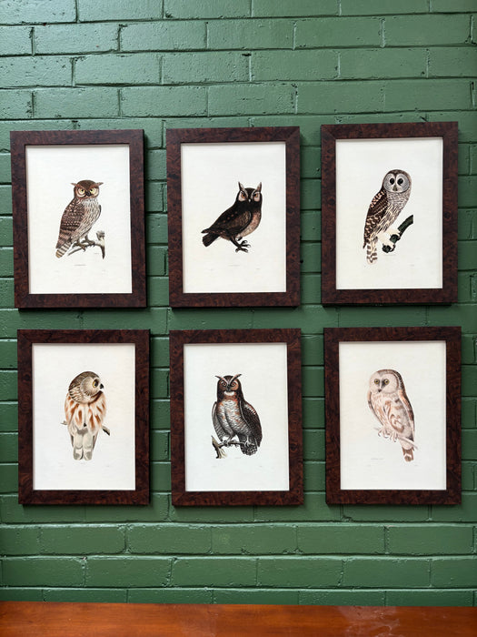 Little Owl Adu - Framed A3