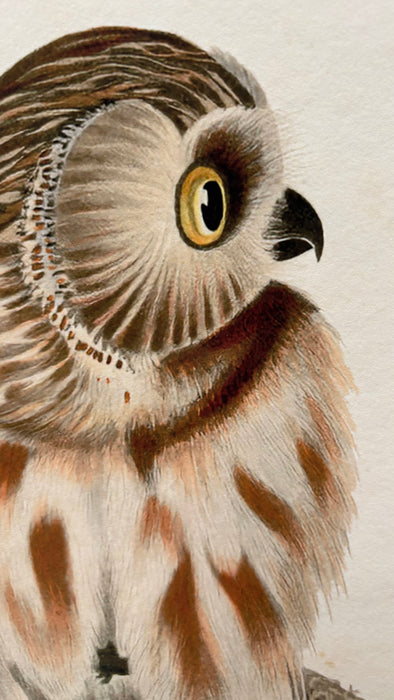 Little Owl Adu - Framed A3
