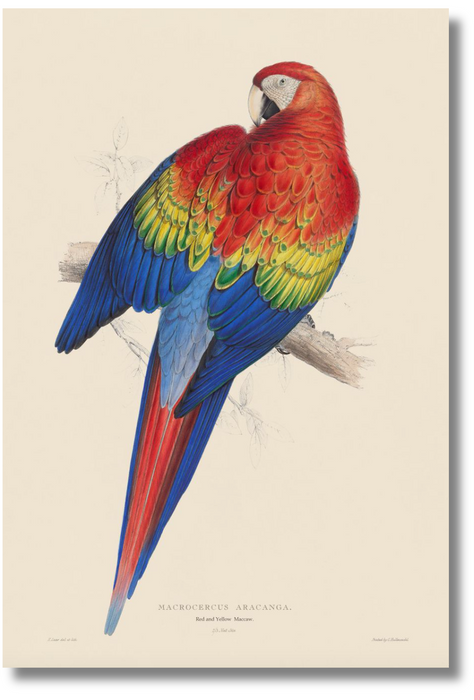 Lear Parrot - Red and Yellow Macaw