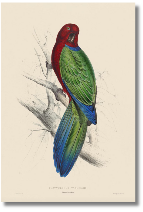 Lear Parrot - Tabuan Parrakeet