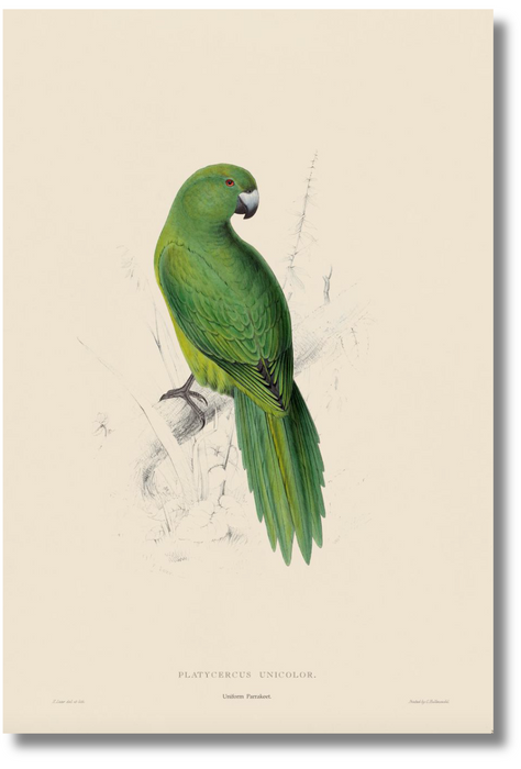 Lear Parrot - Uniform Parrakeet