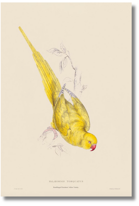 Lear Parrot - Yellow Rose Ringed Parrakeet