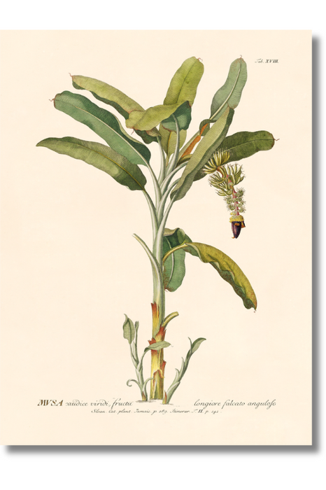 Trew Botanical - Banana Palm I