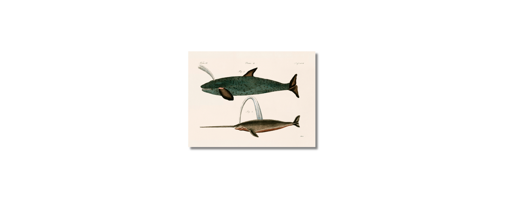 Sea Life I