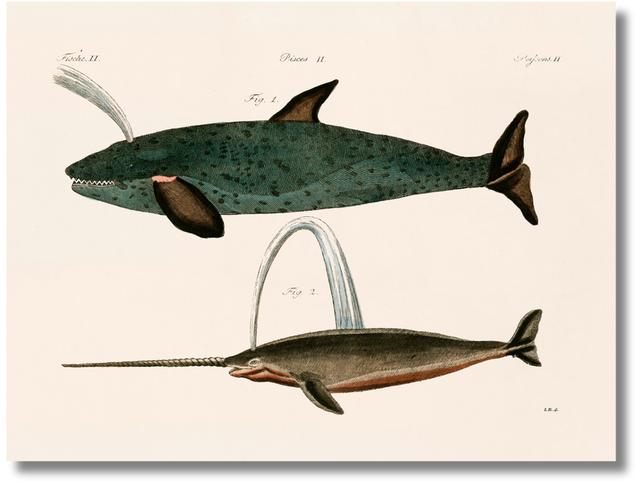Sea Life I