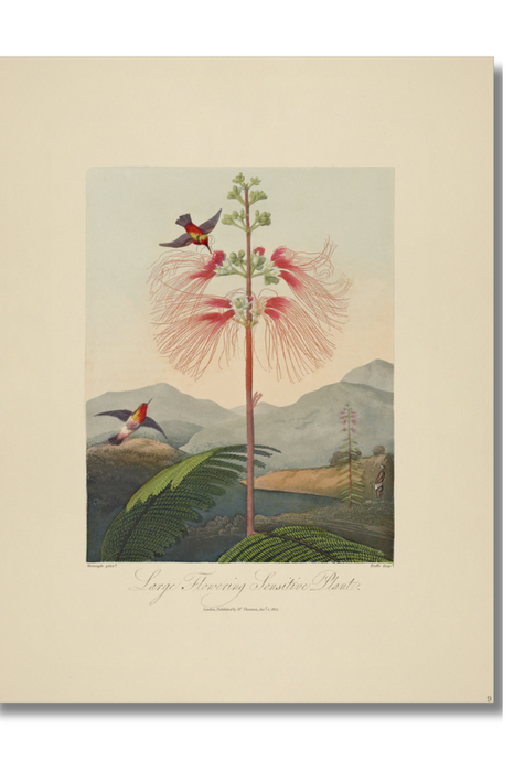 Thornton - Large Flowering Sensitive Plant