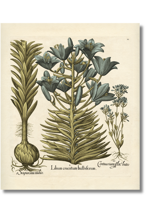 Besler - Botanical I