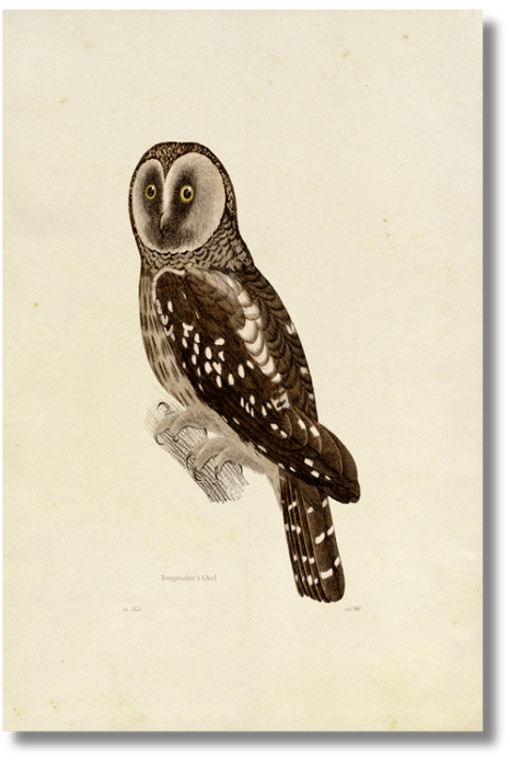 Tengmalms Owl