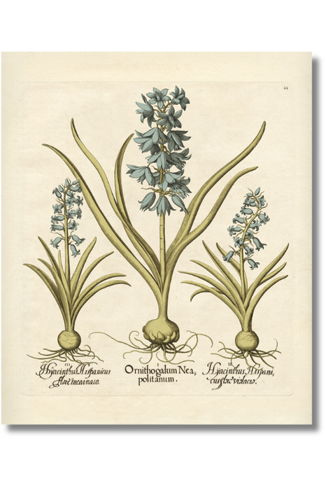 Besler - Botanical XI