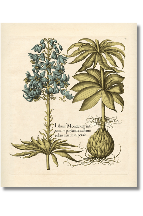 Besler - Botanical IX