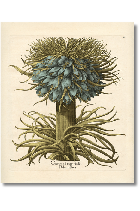 Besler - Botanical VII
