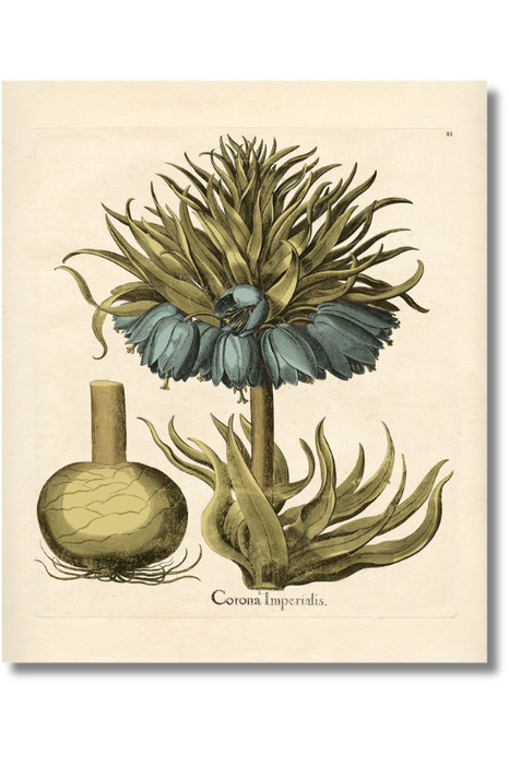 Besler - Botanical VI
