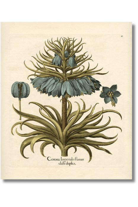 Besler - Botanical V