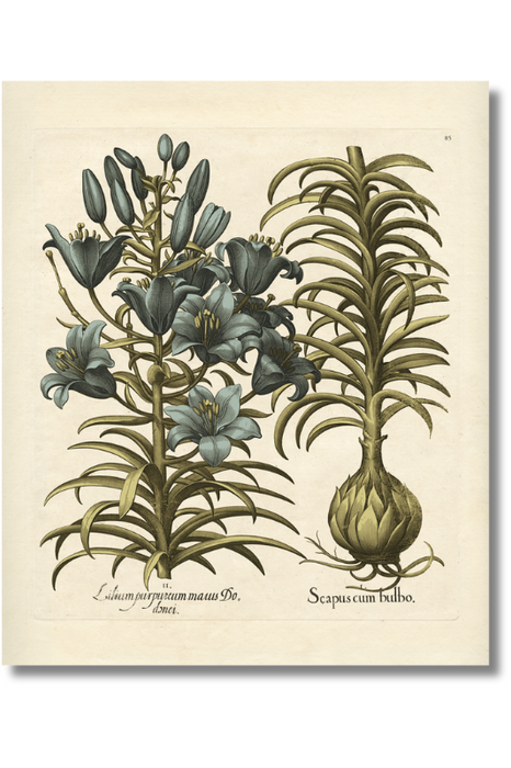 Besler - Botanical IV