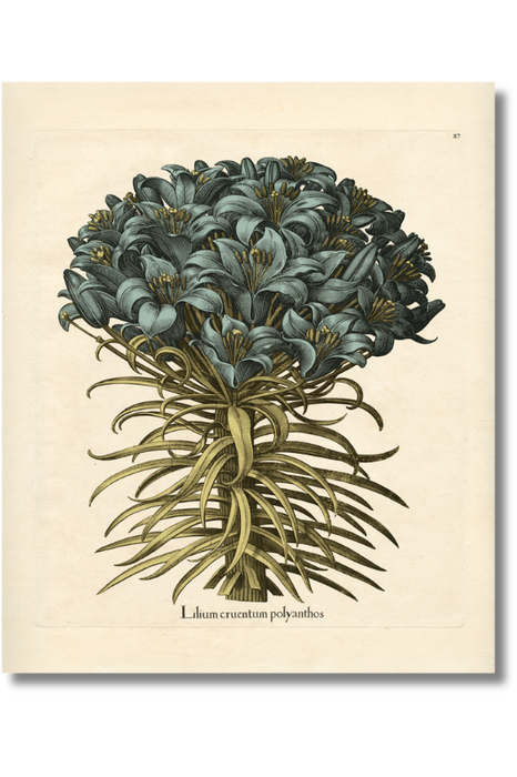 Besler - Botanical III
