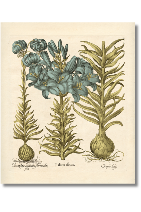 Besler - Botanical II