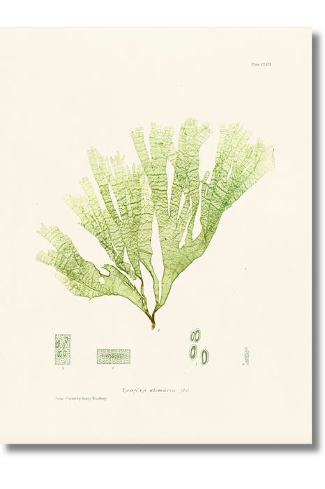 Bradbury - Seaweed X