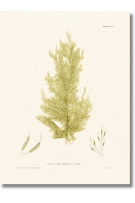 Bradbury - Seaweed V