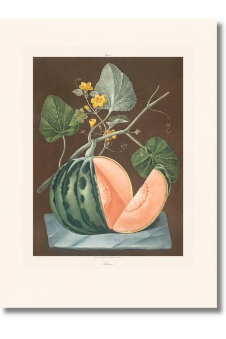 Brookshaw - Polinac Melon