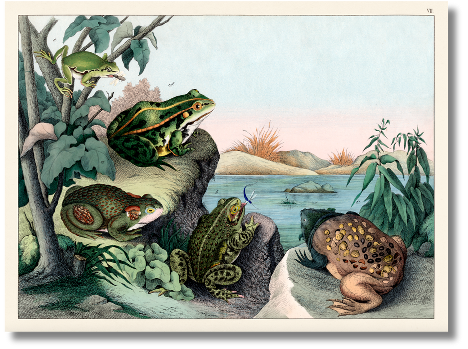 Schubert - Frogs