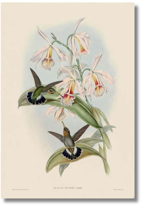 Gould - Hummingbird I