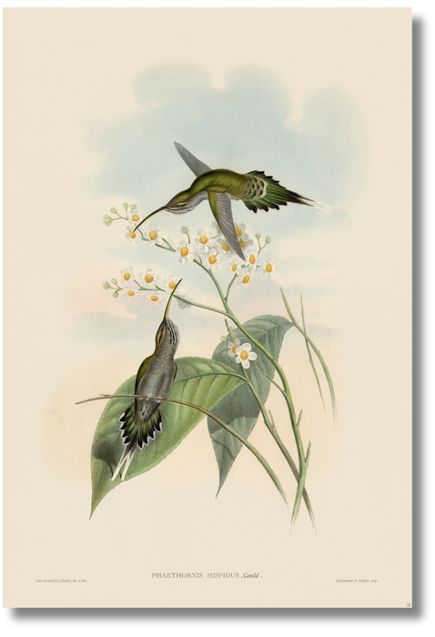 Gould - Hummingbird II