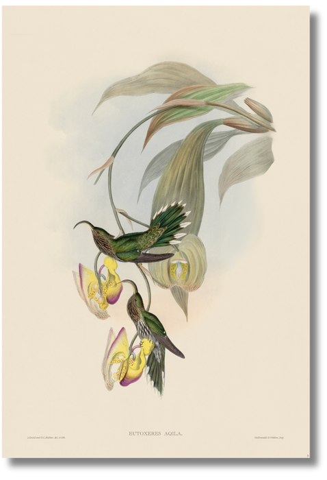 Gould - Hummingbird IV