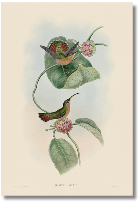 Gould - Hummingbird VI