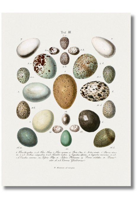 Naumann - Oology III