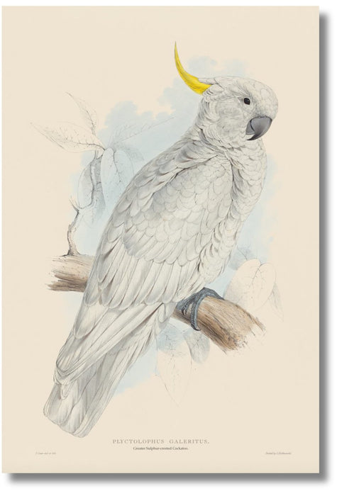 Lear Parrot - Greater Sulphur-crested Cockatoo