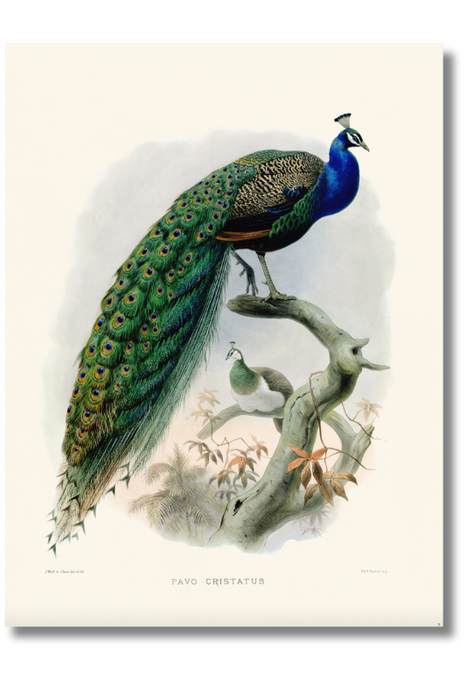 Elliot - Pavo Cristatus