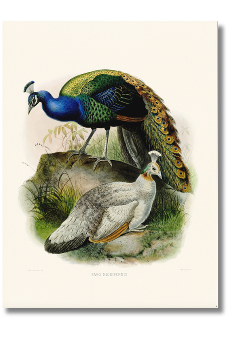 Elliot - Pavo Nigripennis